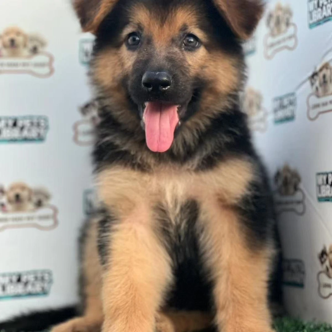 德牧赛级自己犬舍繁殖一物一拍