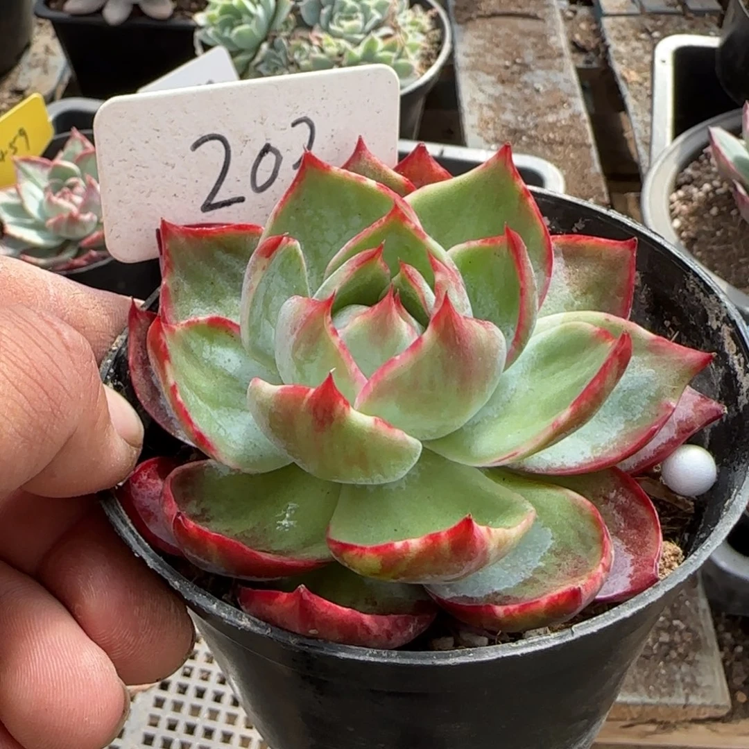 惊鸿一物一拍包装收缩花旱203