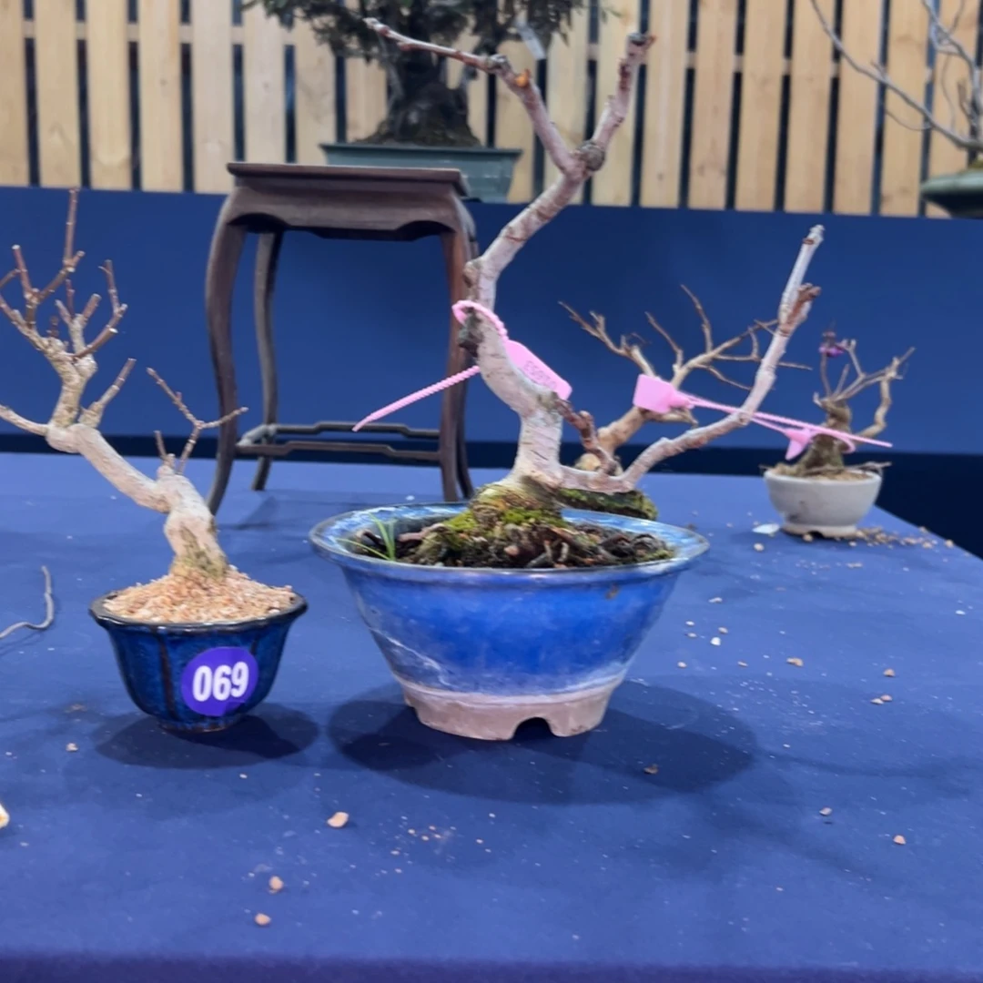 红陶1****?哈哈哈哈哈069