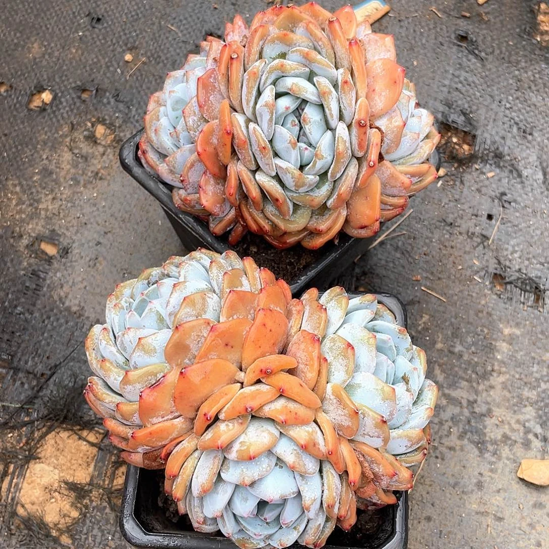 多肉植物多肉植物
