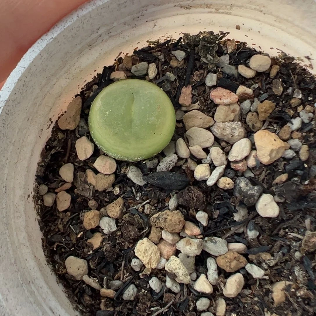 099拉登带盆土发货