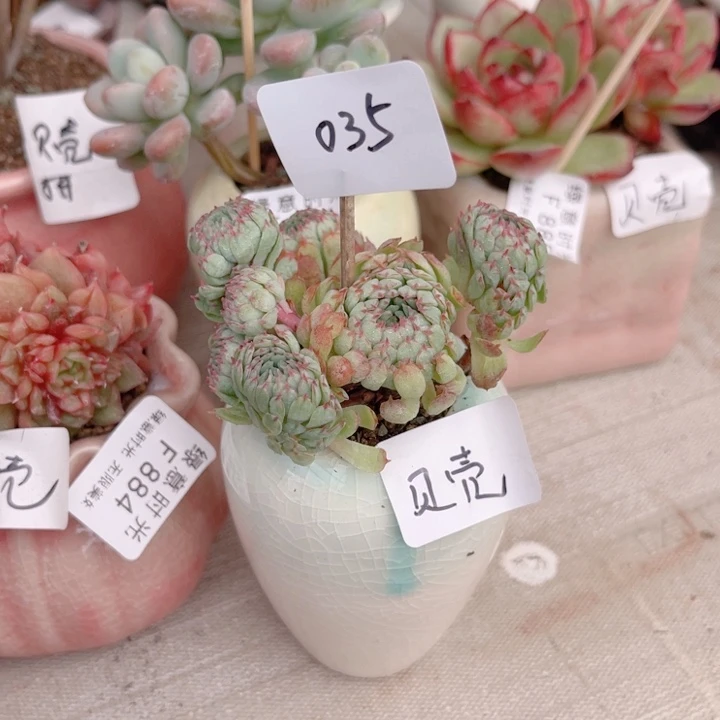 爱***壳035 小红衣 带陶瓷盆发货 满28包邮