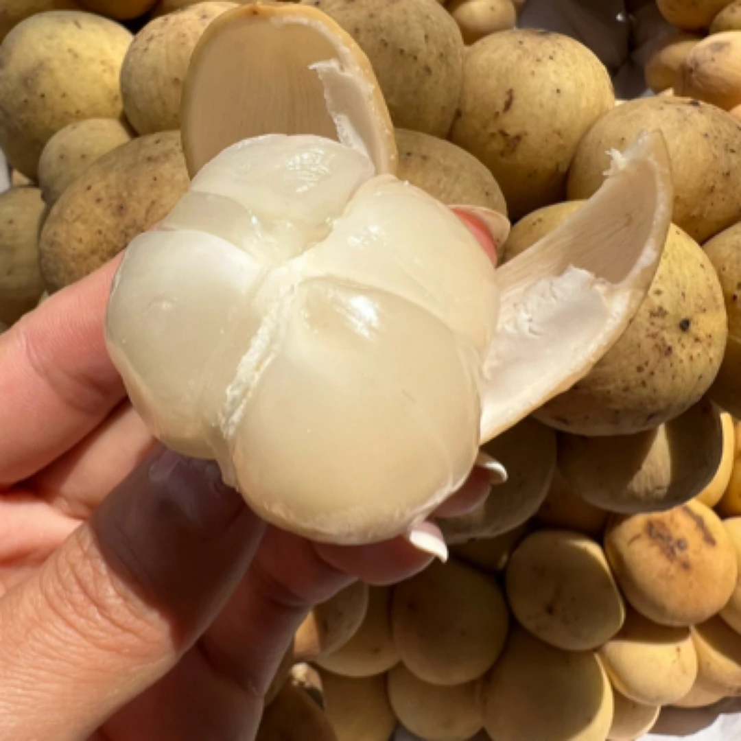 新品高端果树苗水果龙贡果苗嫁接苗广西发货正品包邮新鲜