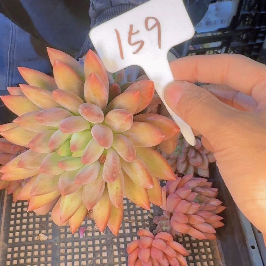 多肉植物和植物等植物