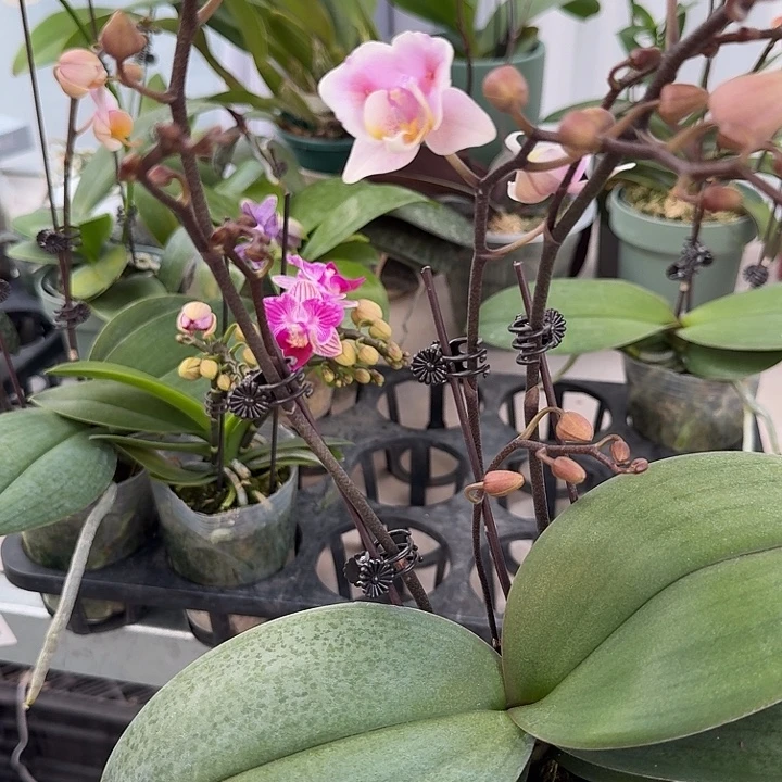 大部分开放少量花苞槟榔西施变异