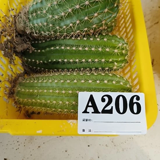 当前无花栽培后可以开花a206