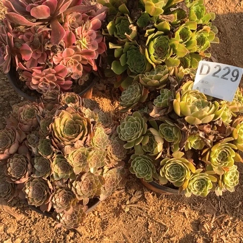 229四颗法师多肉植物