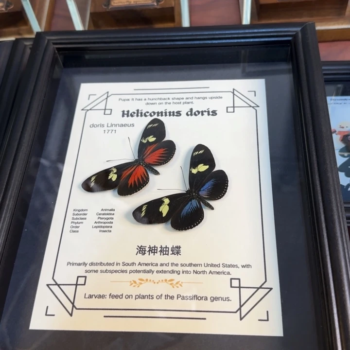 有机玻璃蝴蝶标蝴蝶标本蝴