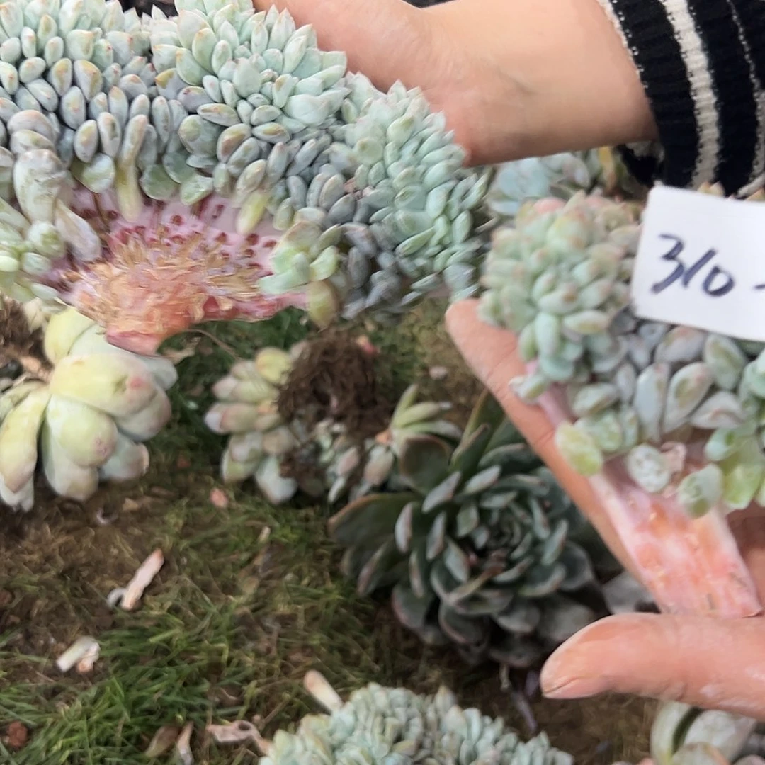 熊****茶310-48橙子缀组合2颗多肉寄养