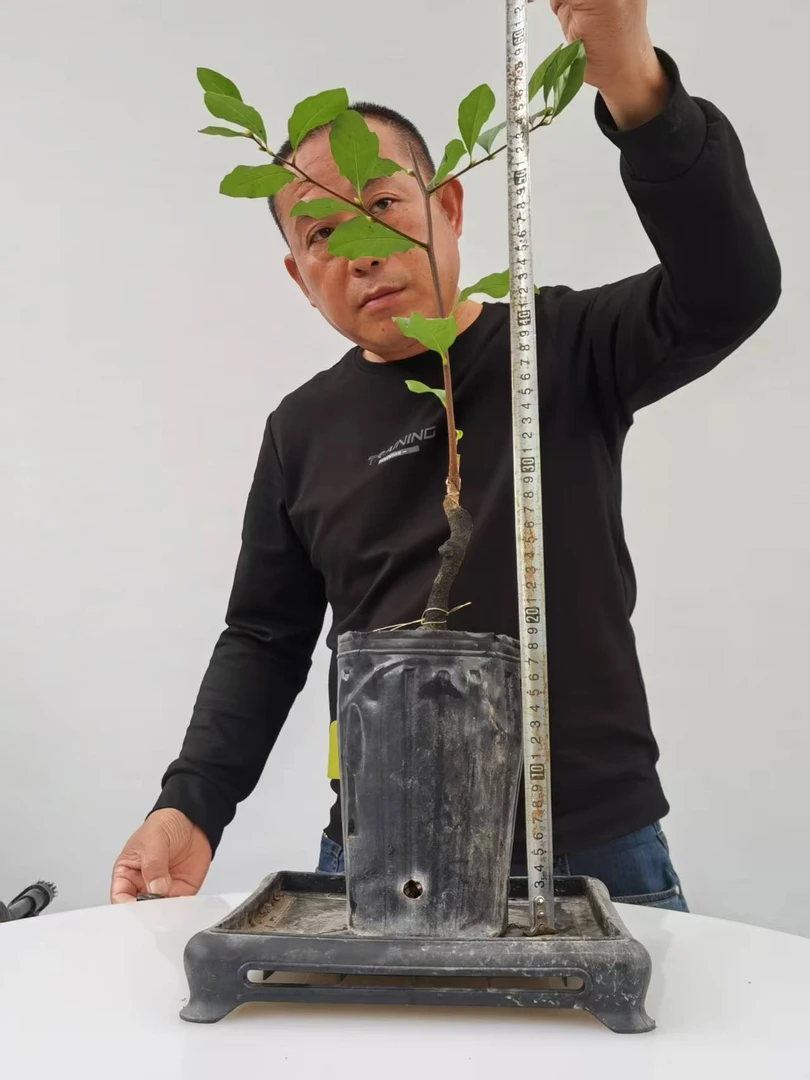 国庆福利  金弹子老鸭柿嫁接（三角王）庭院盆栽地栽当年结果包对版