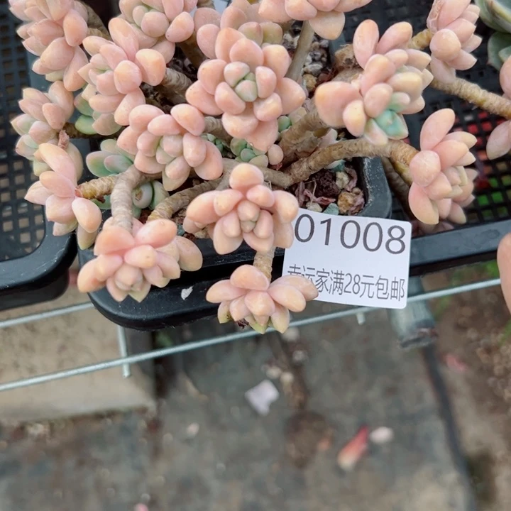 花***）幸运儿的一句台词我真的