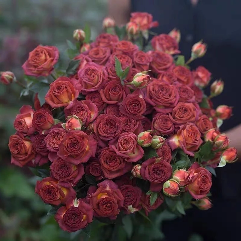 巧克力泡泡多头切花月季盆栽花苗阳台庭院多季节丰花复古玫瑰花苗