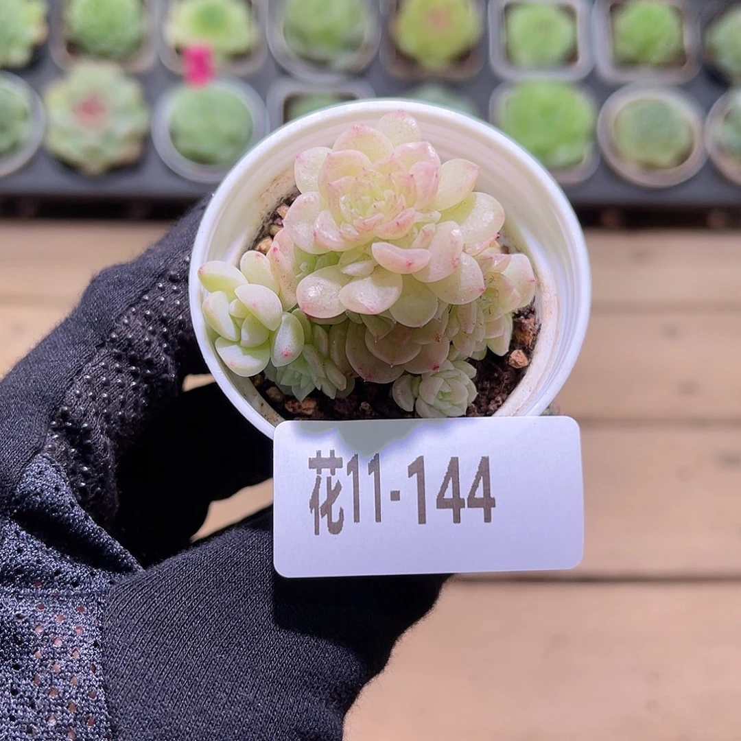 花利美11-144麦秆群