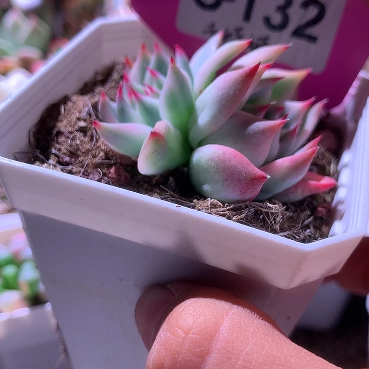吉娃娃双头覆轮锦有根