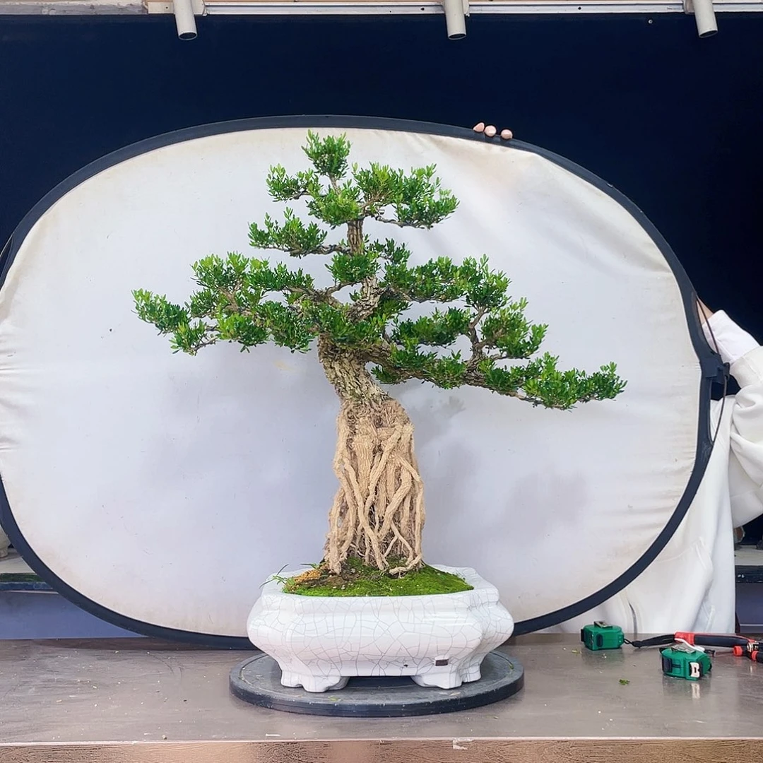 完全开放黄杨盆景四季常青