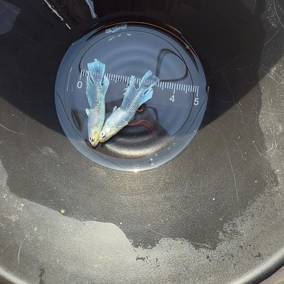 青鳉鱼观背青鳉27