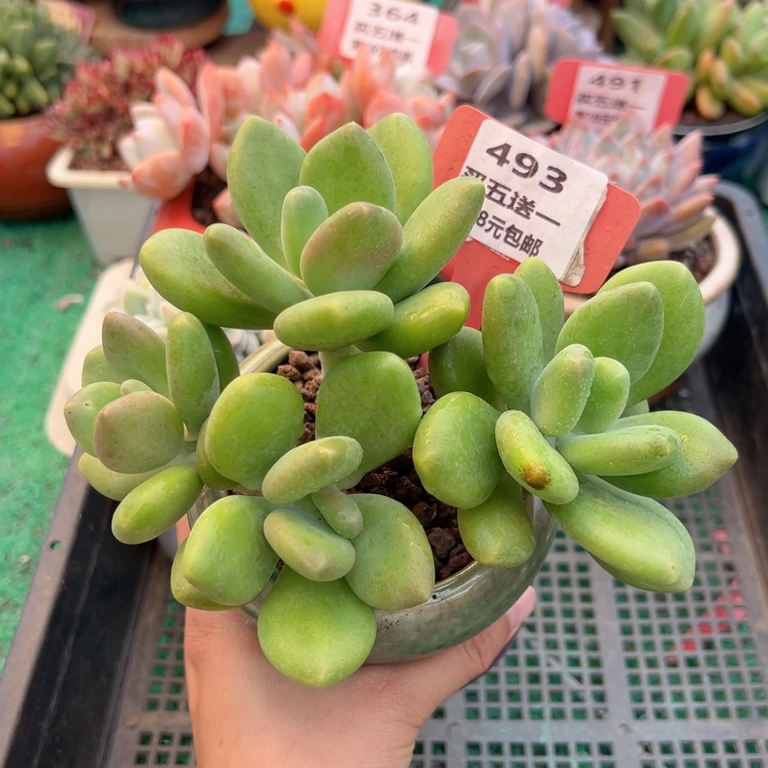 表妹精品多肉植物493.