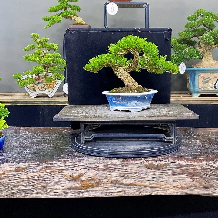 无花朵黄杨盆景四季常青