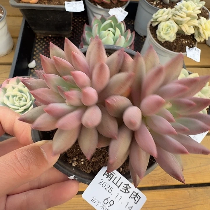 双头虞美人111114-69