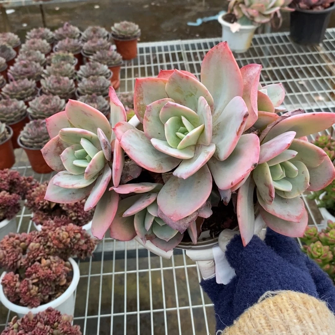 4918血凤多头一物一拍