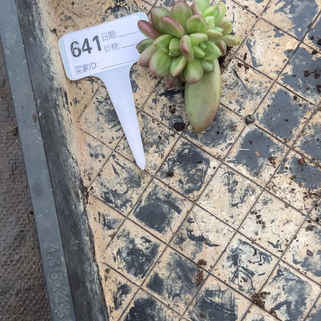 迷雾泡泡多肉植物641