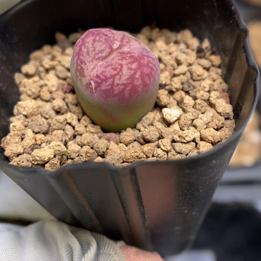 多肉植物肉锥杂交K-3677