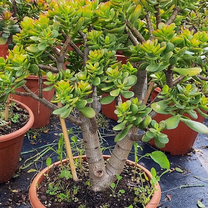 姬红花月一物一拍多肉植物