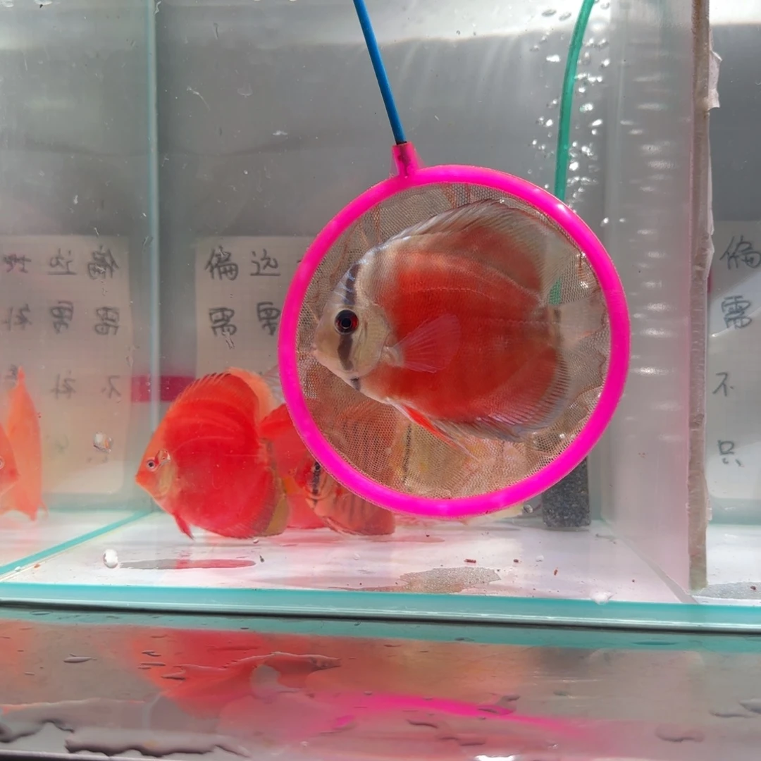 七彩神仙鱼红卡肉身8左右