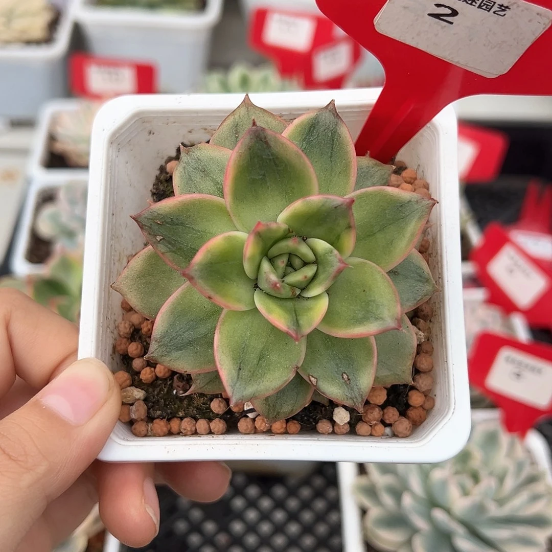 2号雷欧帕德锦多肉植物