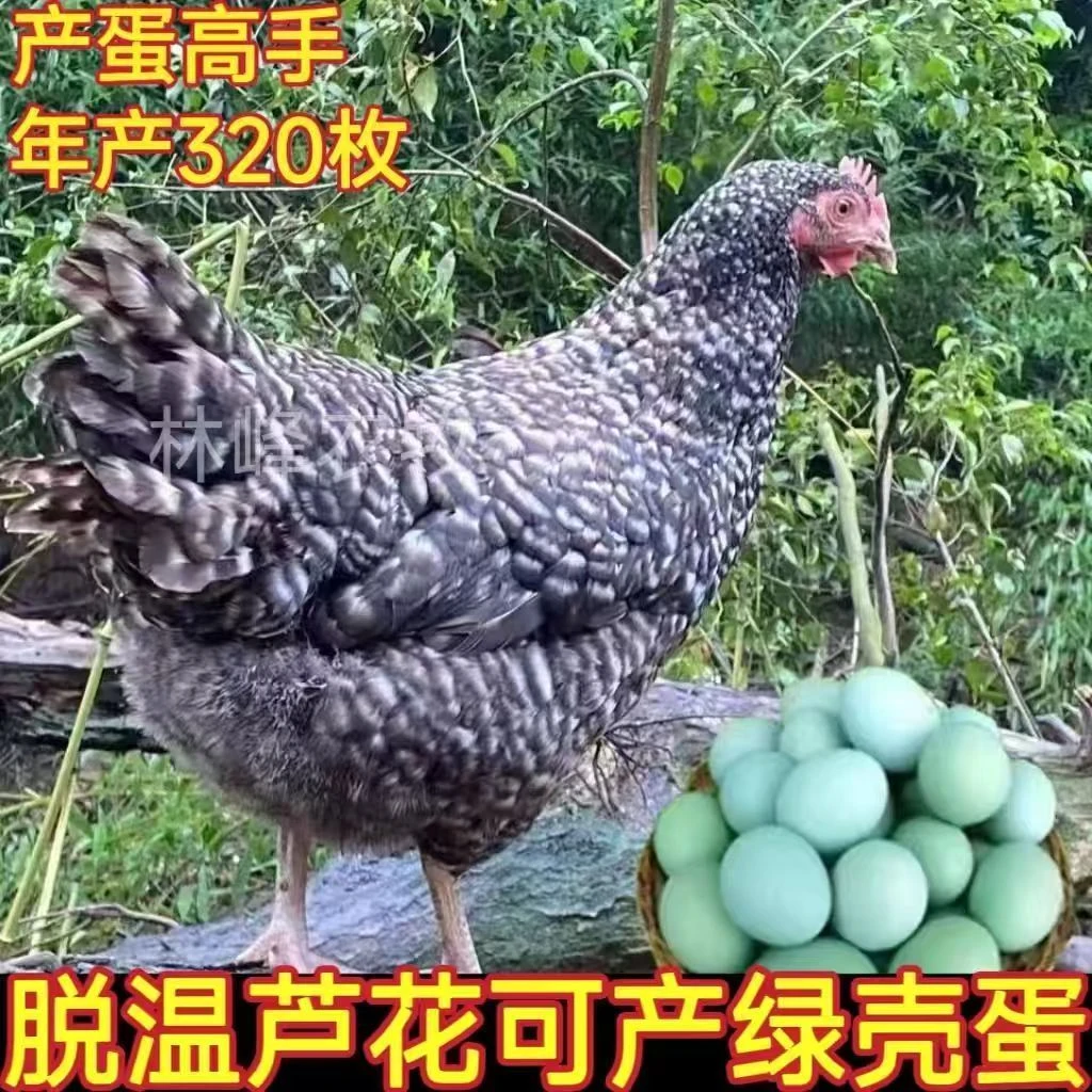 包邮到家的宠物鸡 疫苗齐全好喂养的黑芦花鸡三个月龄（4只装）