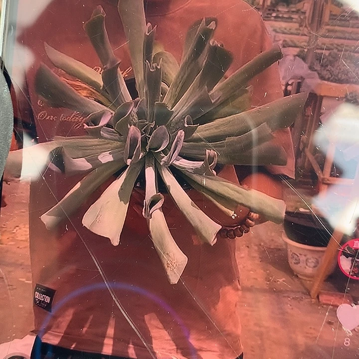 猪鼻子杂白凤 非偏远38包邮 节后发