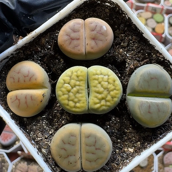 生石花1211121。    123