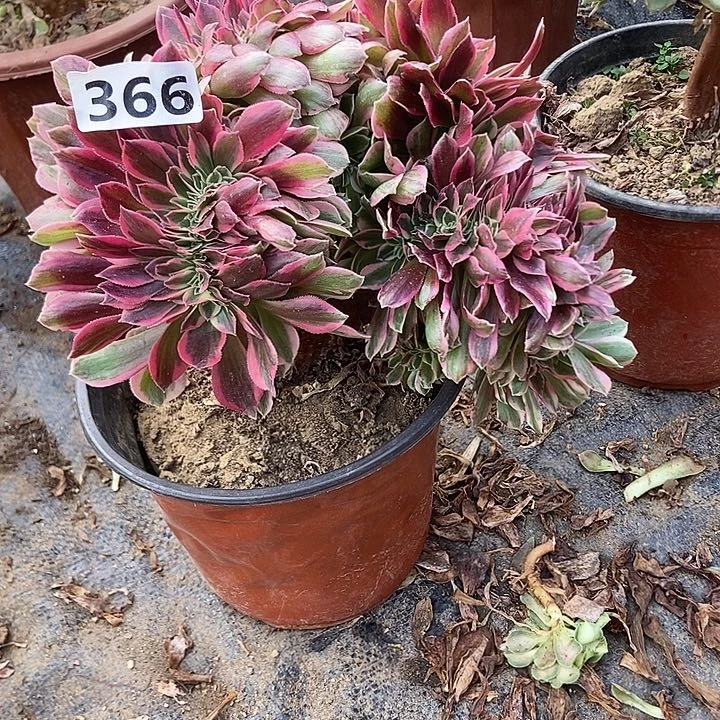 366粉女妖缀化老板子