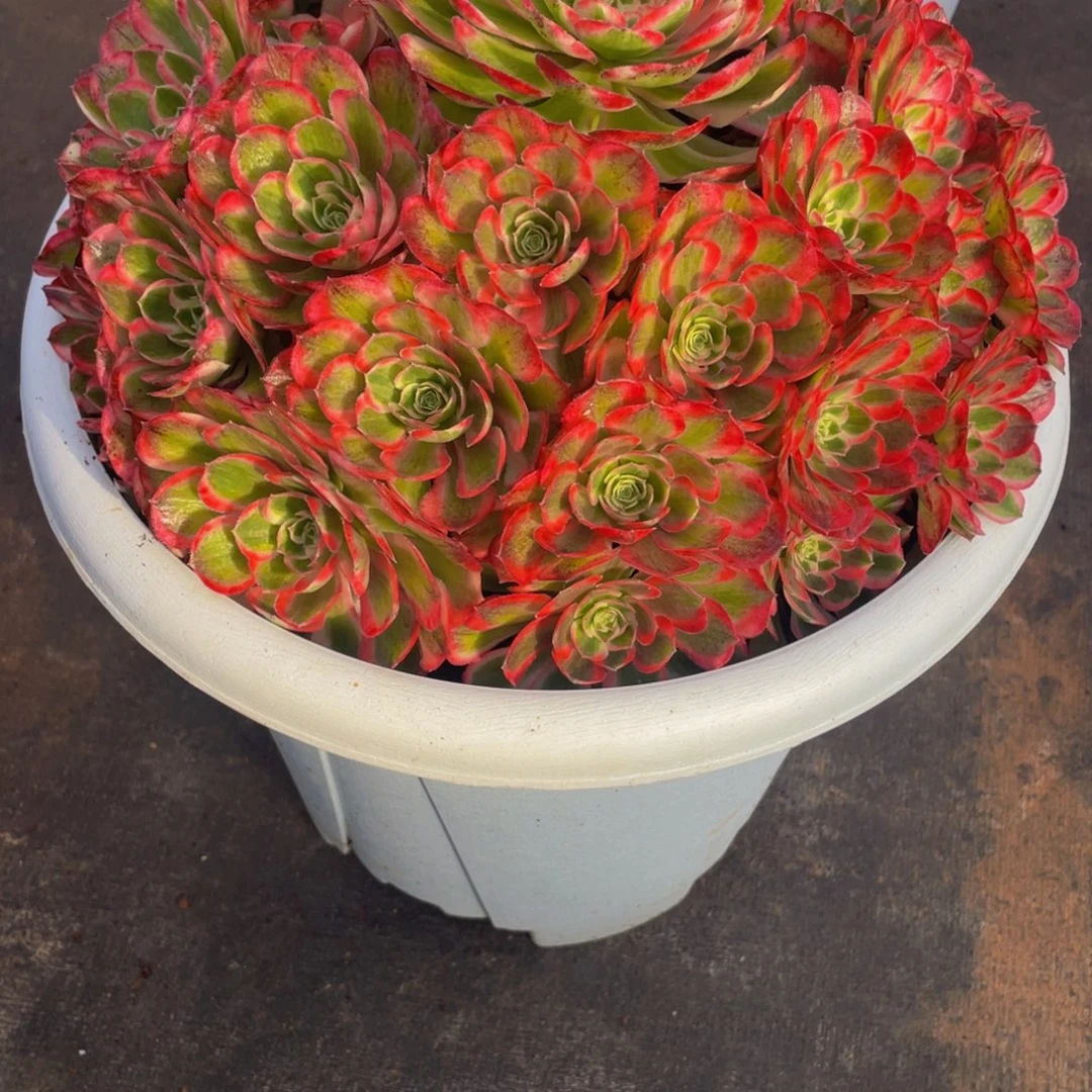 ****尚【通用】万圣节系列群生多肉植物万老桩大手捧精品多肉