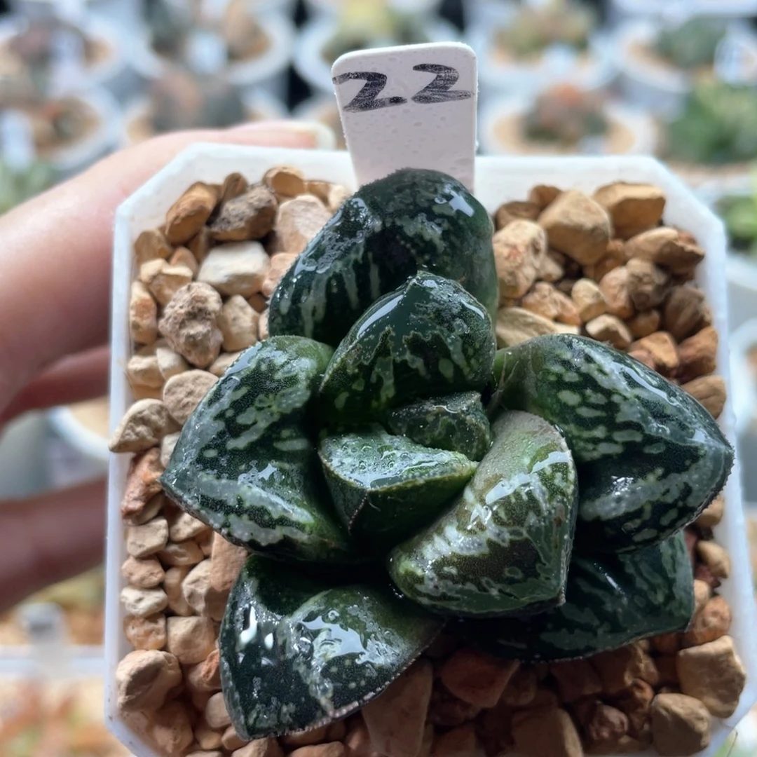 22巨大虎克船长。