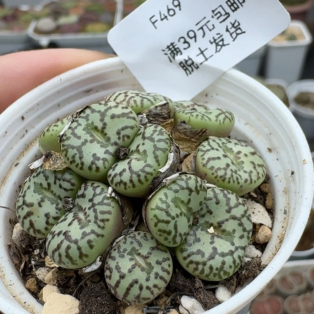 469多肉葡给哥哥哥哥方法