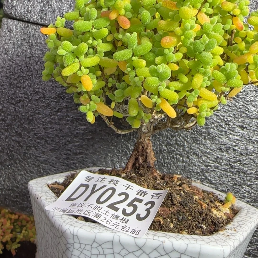 dy0253精控大金桔带盆