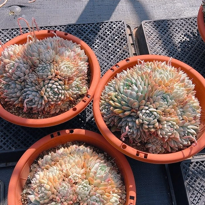 阿尔巴佳人，满18包邮