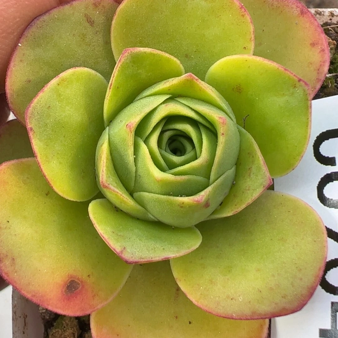 陈陈904不知名捡漏。