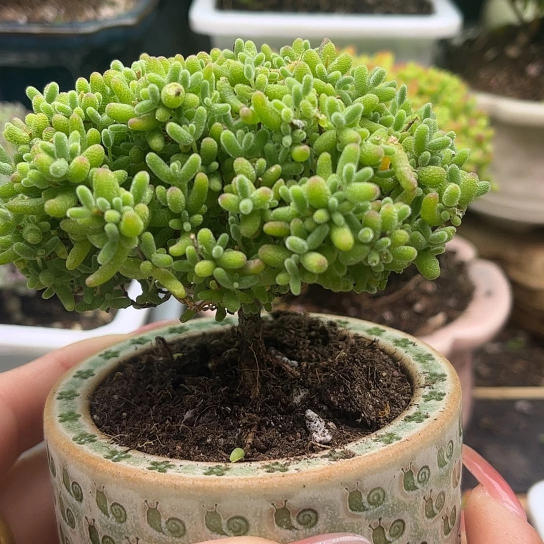 13蜜桔糖球优选枝干