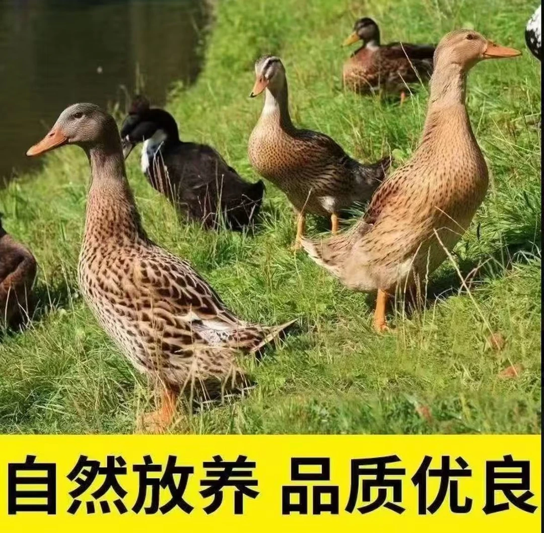 【顺丰包邮】精选3只农家散养土麻鸭新鲜宰杀五谷喂养无掌翅无内脏
