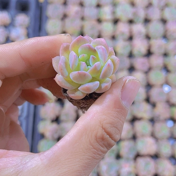 精品甘露多肉植物