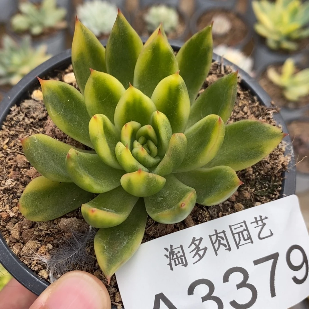 东云锦多肉植物A3379