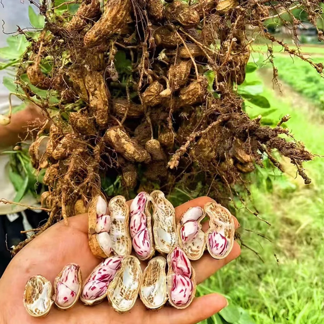 米粒甄选★云南山货土特产★七彩花生