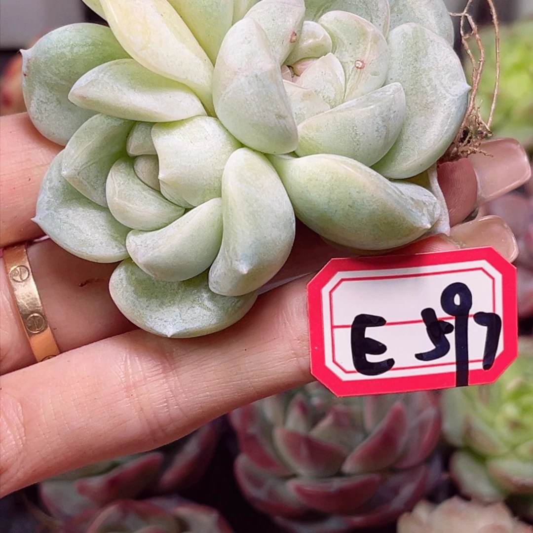 唯***?E597 雪球珍妮一物一拍