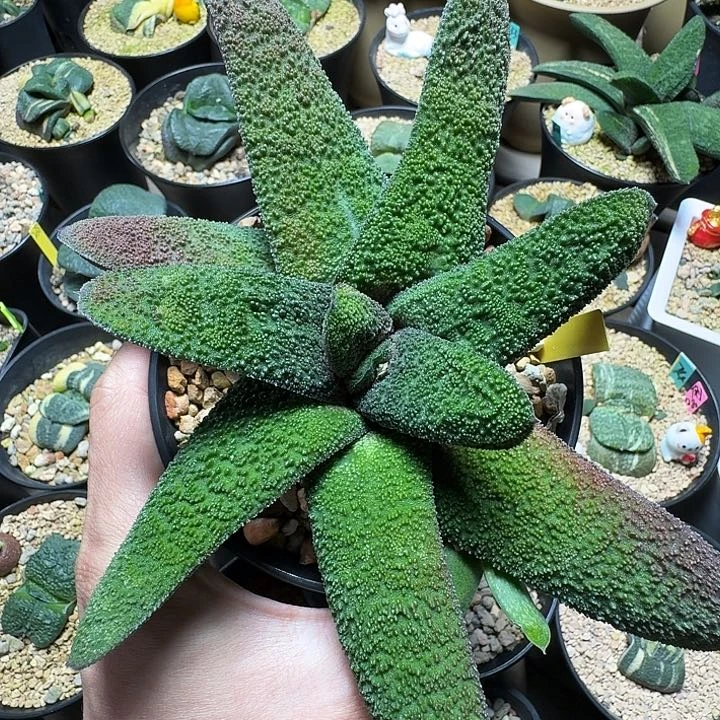 大型旋转黑莺转带6侧芽