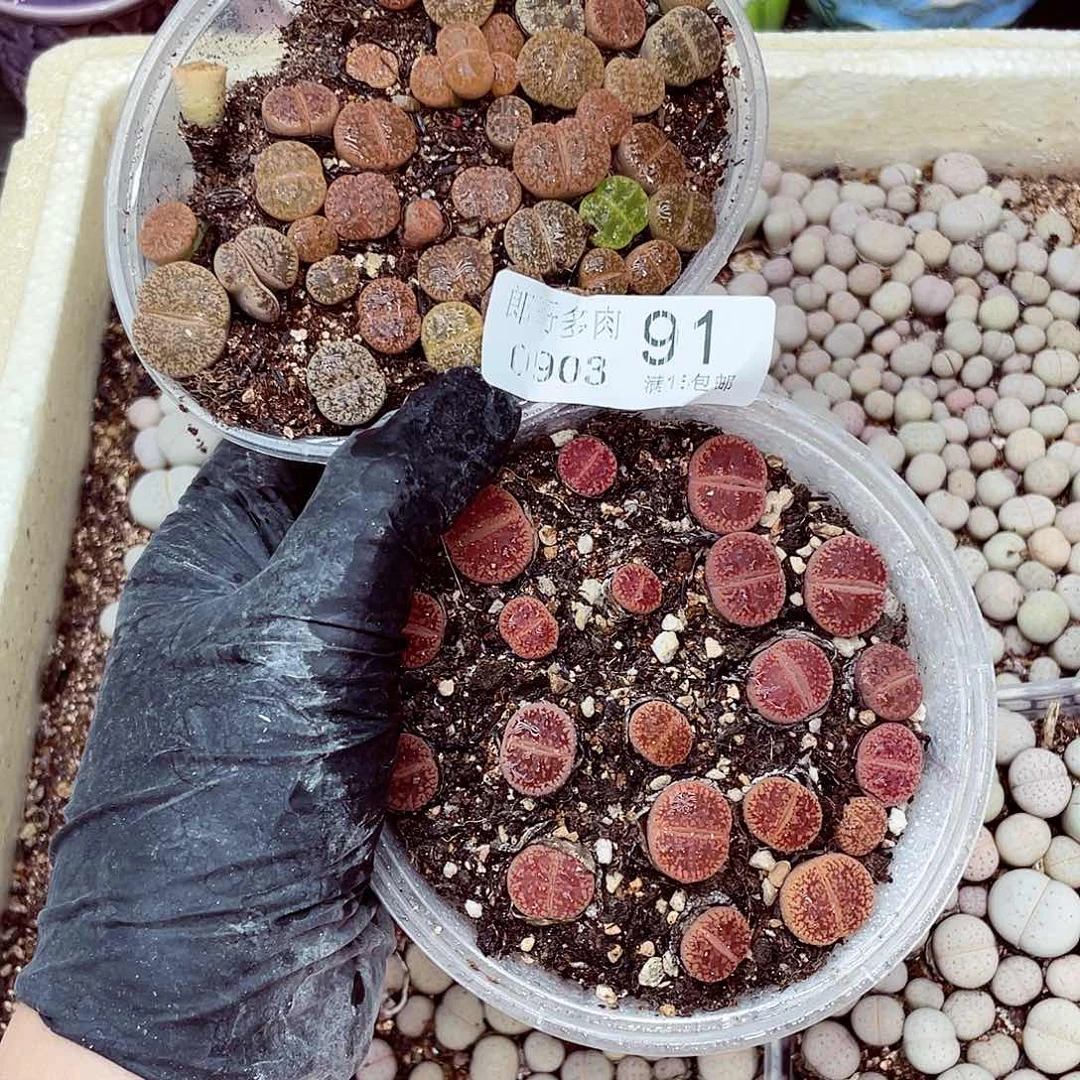 生石花18包邮0903-91