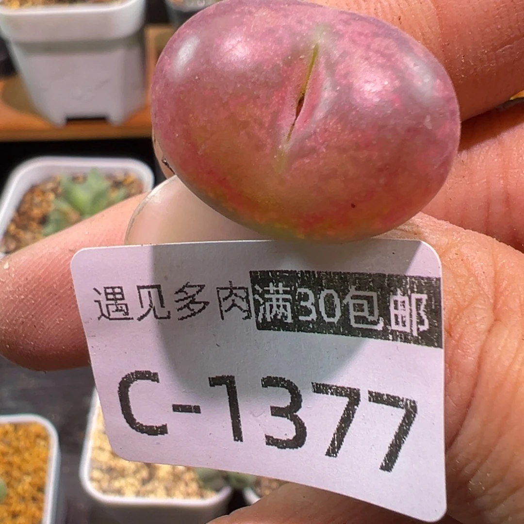 多肉植物111111111111111