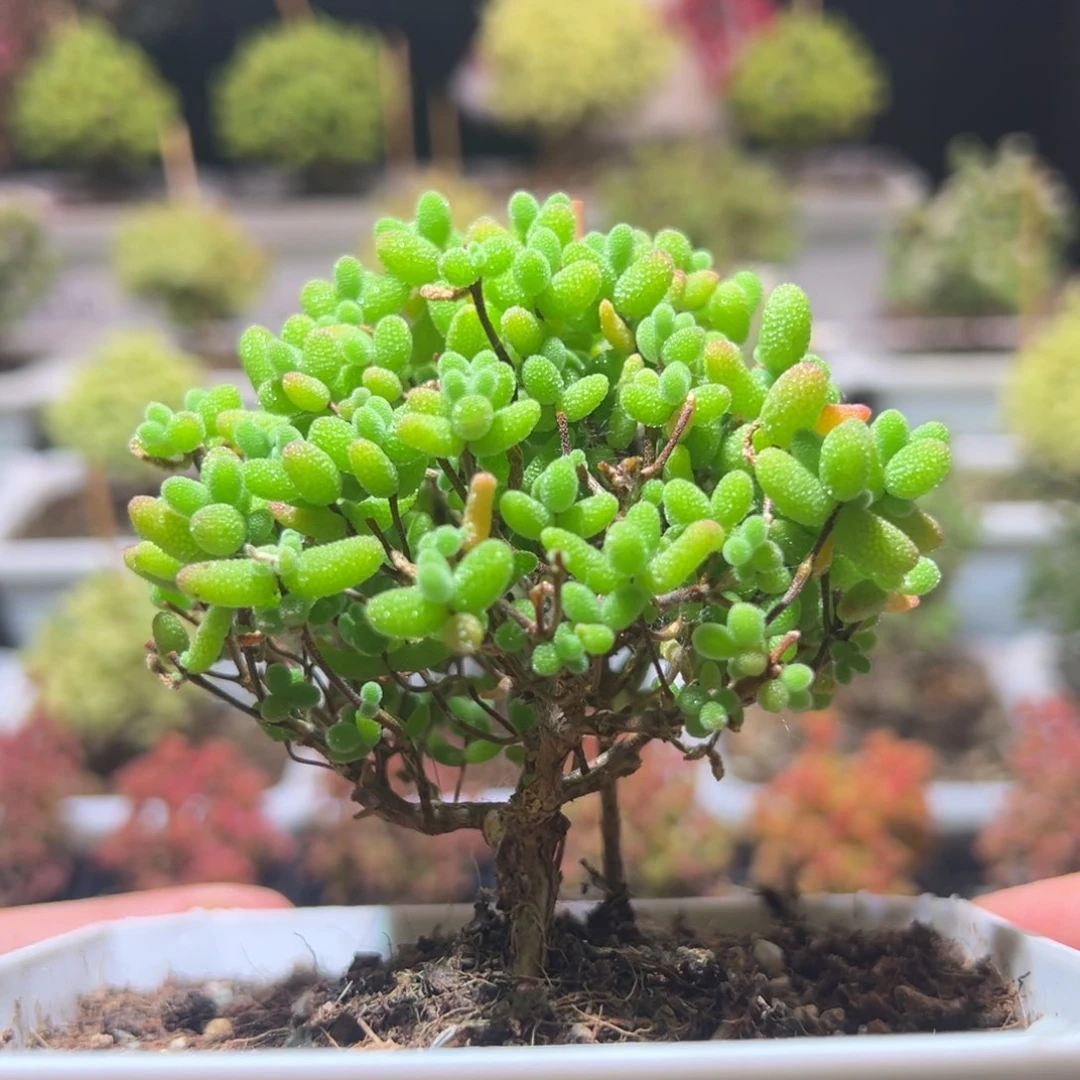 J174金桔带盆土发货一物一拍