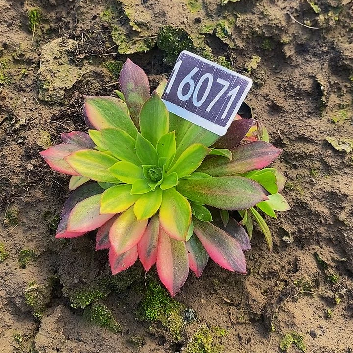 16071号凤凰七彩法师